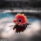 رضا فدایی کشتی گیر